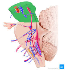 The most lateral nuclei in the brainstem are somatic sensory and special somatic sensory nuclei. Midbrain And Pons Anatomy Location Parts Definition Kenhub