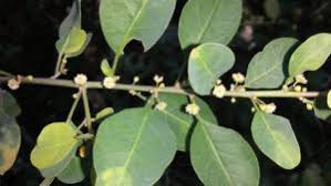 Image result for Helinus