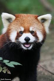 See more ideas about red panda, cute animals, panda. 15 Panda Facts Funny Real Cakhasan Cute Animals Cute Animal Photos Cute Wild Animals