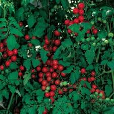 Image result for Landolphia kirkii