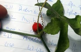 Image result for Corallocarpus boehmii