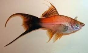 Xiphophorus Helleri Pez Espada