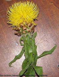 Washington State Noxious Weed Control Board