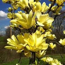 Tulip Tree Liriodendrontulipifera Etsy Yellow Magnolia Flowering Trees Magnolia Trees