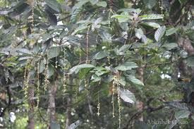 Image result for Paracroton pendulus