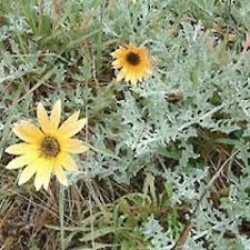 Image result for Arctotis rogersii