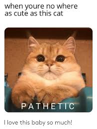Inspiring images cat meme, pathetic, cat and memes #6616941. When Youre Ho Where As Cute As This Cat Pathetic I Love This Baby So Much Cute Meme On Me Me