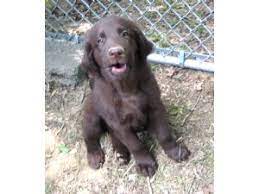 Read more about this dog breed on our flat coated retriever breed information page. Flat Coated Retriever Puppies For Sale