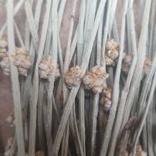 Image result for Schoenoplectiella senegalensis