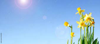 daffodils and blue sky banner with copy space Stock Photo | Adobe Stock