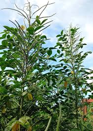 Image result for Senna hirsuta