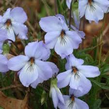 Image result for Landolphia violacea