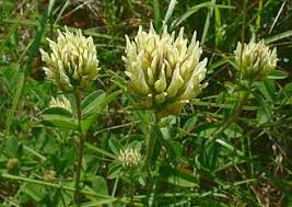 Image result for Trifolium wentzelianum