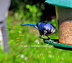 Backyard Birds Of Southern Illinois Blue Jay At The Backyard Bird Feeder Backyard Birds Feeders Backyard Birds Blue Jay