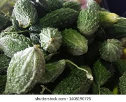Kajian pembangunan produk snek daripada peria dijalankan untuk mempelbagaikan produk berasaskan peria di pasaran. Peria Katak Momordica Charantia Known Bitter Stock Photo Edit Now 1408190795