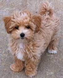 Curious about the shih poo? Pin On Rottweiler Dog