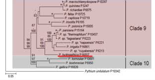Phytophthora Database