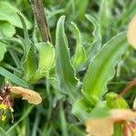 Image result for Commelina reptans