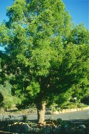 Image result for Afrocarpus falcatus
