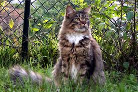 Maine Coon Growth And Weights Maine Coon Fancy