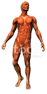 The spine provides support to hold the head and body up straight. Male Anatomy Skeleton Stock Photos Freeimages Com
