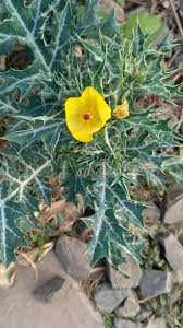 Image result for Argemone mexicana