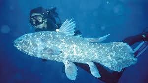 The coelacanth, also known as the coel, is a passive fish in ark. Save The Coelacanth Bay Rainforest Rescue