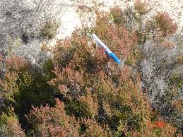 Image result for Halosarcia