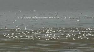 Ms waddenzee ligt afgemeerd aan de steiger van batavialand. File Friese Waddenkust Met Vogels 4804282 Webm Wikimedia Commons