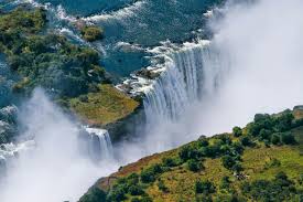 Image result for Paropsia brazzeana