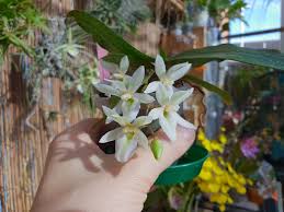 Image result for Indigofera monantha