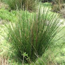 Image result for Crassocephalum effusum