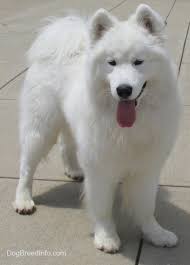 Samoyed Dog Breed Information And Pictures