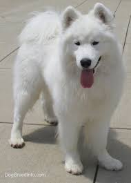 samoyed dog breed information and pictures