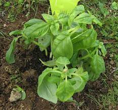 Over 100,000 english translations of spanish words and phrases. Plant Details Albahaca Basil
