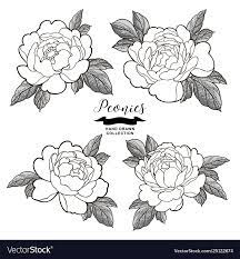 This peony tattoo page contains affiliate links. Peony Flowers Outlines Hand Drawn Flowers Vector Image Flower Drawing Hand Drawn Flowers Peony Drawing
