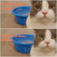 When My Cat Shower This Meme Pewdiepiesubmissions