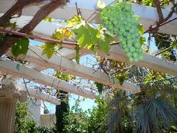 Check spelling or type a new query. Xtremehorticulture Of The Desert Grape Vine Stopped Growing And Losing Leaves