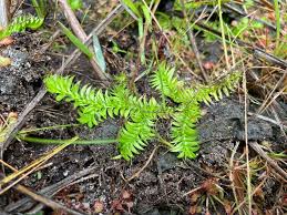 Image result for Lycopodiella caroliniana