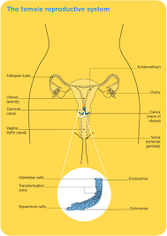 Precancerous cervical cell changes and early cancers of the cervix generally do not cause symptoms. Cervical Cancer Overview Cancer Council Victoria