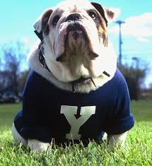 Yale University Bulldogs Handsome Dan Handsome Dan Is Selected Based On His Ability To Tolerate Bands And Children Negative React Bulldog Mascot Live Mascot