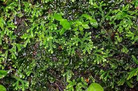 Image result for Selaginella soyauxii