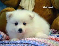 Japanese Spitz Puppies For Sale Little Rascals Pets Ltd Spitz Puppy Puppies Japanese Spitz