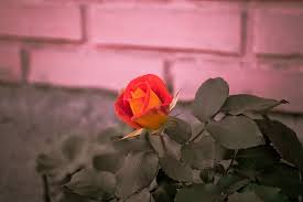 Alisson Fernando Beck Birck