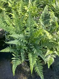Image result for Polystichum sinense