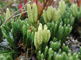 Image result for Huperzia afromontana