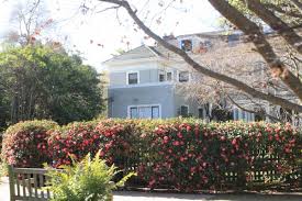 If you want to slow growth, water less often. Creating Private Space In A Crowded Place News Palo Alto Online