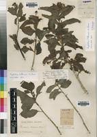 Image result for Psychotria kirkii
