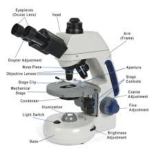 Before exploring microscope parts and functions, you should probably understand that the compound light microscope is more complicated than just a microscope with more than one lens. Compound Microscope Parts Functions And Labeled Diagram New York Microscope Company