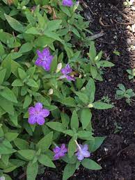 Desert Petunia Ruellia Squarrosa This Is A Heat Loving Perennial With A Mounding Growth Habit Dark Green Fuzzy Leaves Lavender Flowers Perennials Petunias
